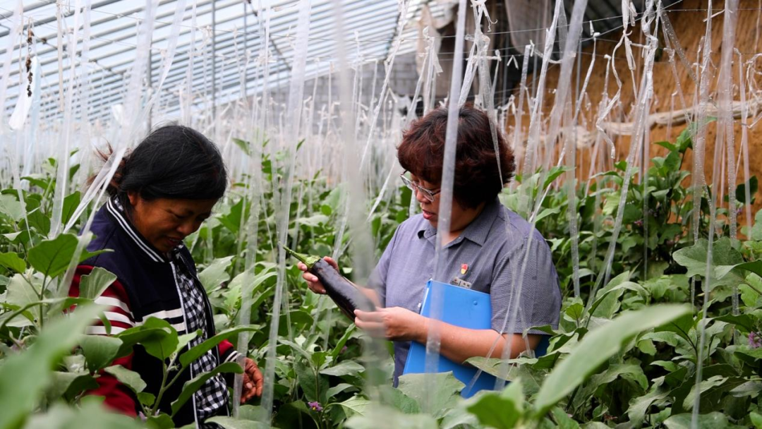 從田間到舌尖，德融酒管公司鮮蔬集采供應(yīng)鏈搭建完成